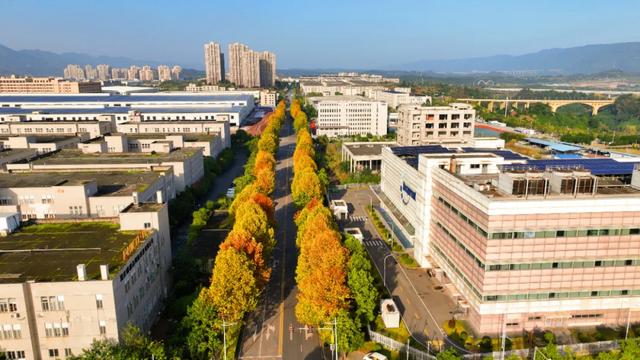 避开人群!两江新区这条梧桐大道,独享初冬金色浪漫