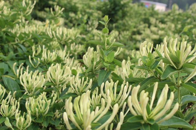 周末游河北：巨鹿县，一个让你惊喜的周末好去处！