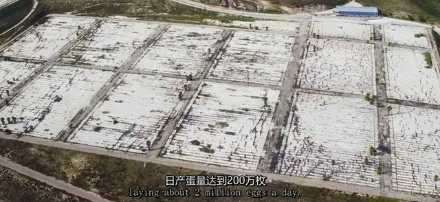 一对夫妻，为了一条狗，种出了一座森林