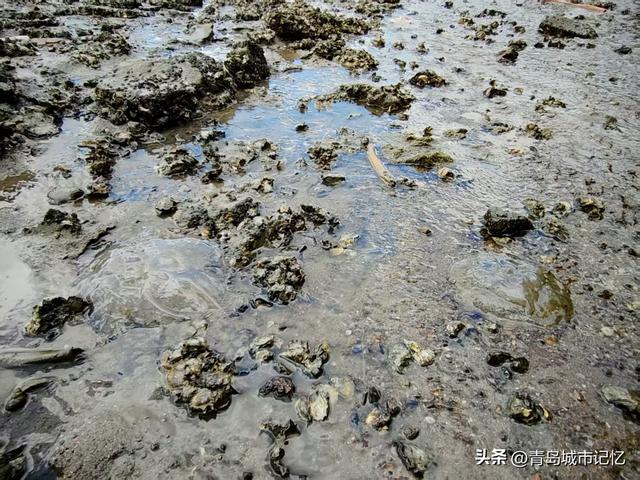 老沧口的海边，竟然看到这么多的海蜇