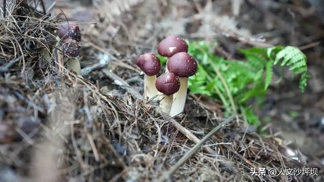 周末，来沙坪坝采“野味”呀~（附宝藏民宿/营地清单）