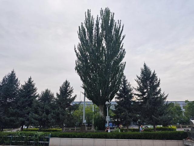 山西及周边随意行之青铜峡 14