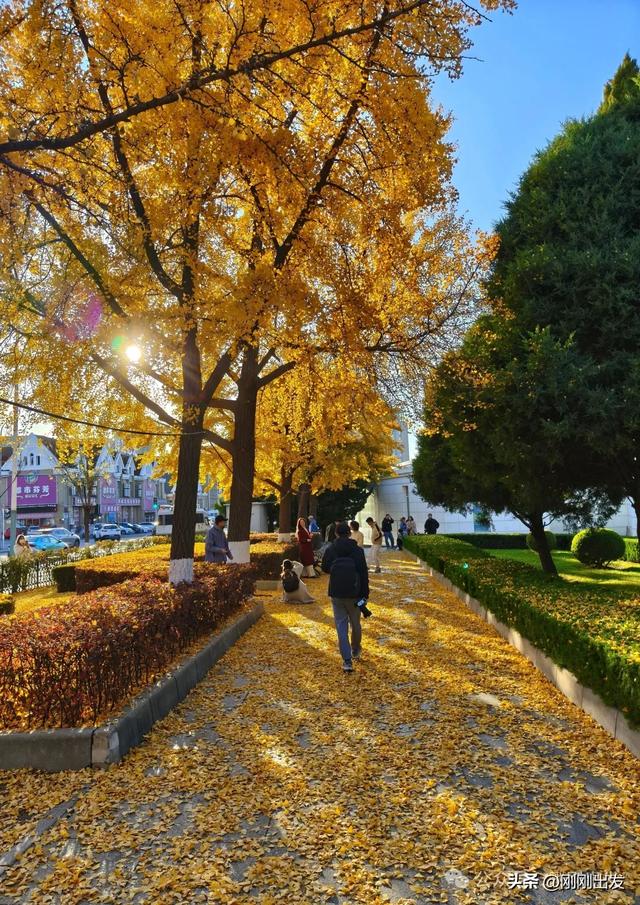 大连市内现平分秋色美景,特别热闹,秋日限定,太美了