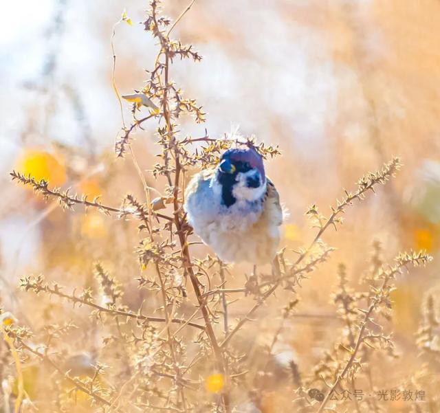 【冬天的野麻湾】阳关雪及野麻湾的飞鸟