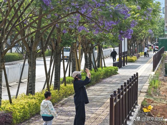 初夏限定！蓝花楹开满枝头，解锁罗平的紫色治愈风景