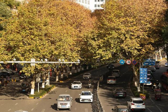 梧桐为笺，车流作墨——北京路写下一封贵阳版的“冬日情书”
