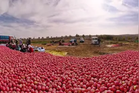 看了中国的苹果年产量，再看看美国苹果产量，差距犹如断崖！图片