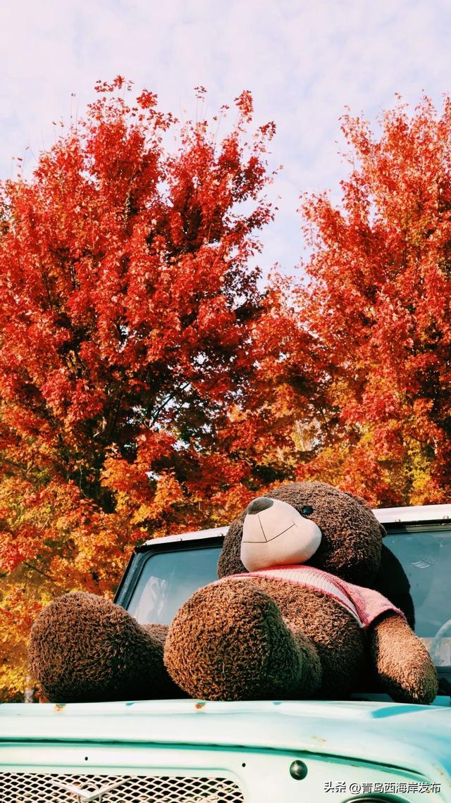 层林尽染，西海岸“枫”景如画！