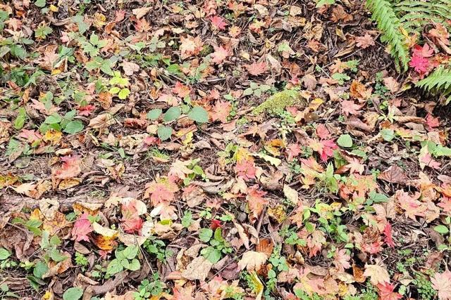 秋天不这样玩一遭，白来人间一整年