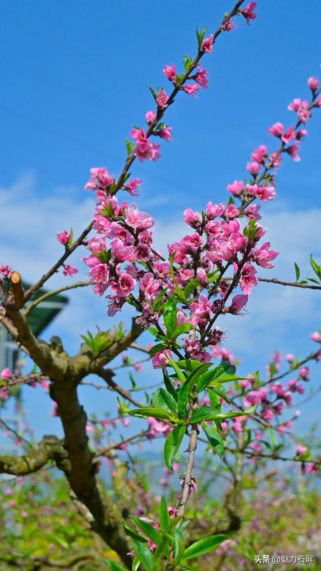 三月至 一树桃花一树春