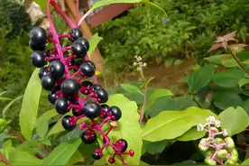 农村地区常见的入侵植物，整株有毒，入药却有奇效图片