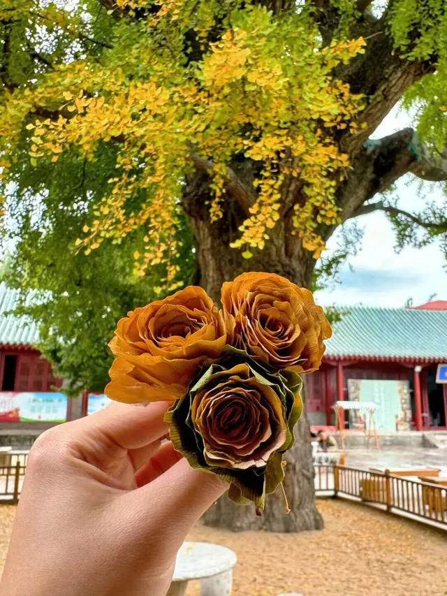 临沂人秋日里心心念念的风景已经来了，快看看吧