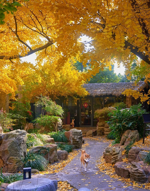 有一种惬意，叫秋天的小院