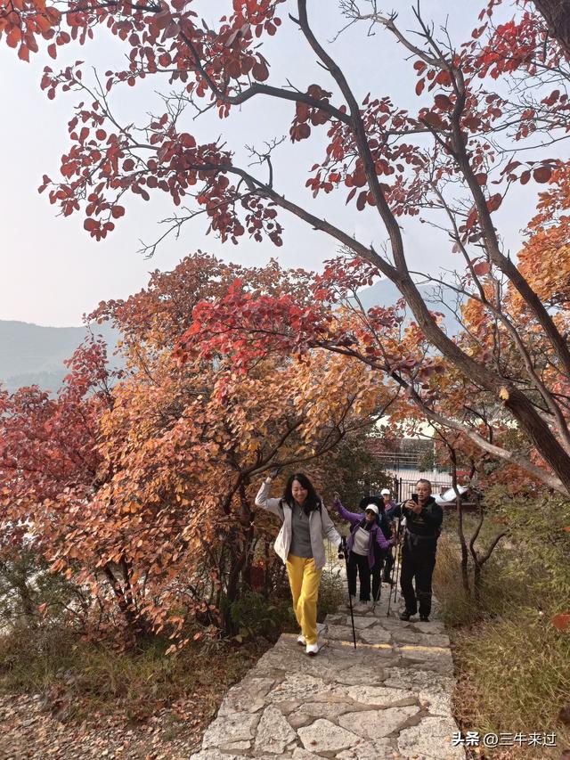 无为在歧路，柿岩之红叶