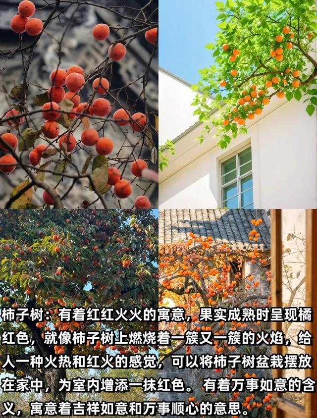 “富不富，院中树”树不是乱种的！院子种树记住三要四不要！