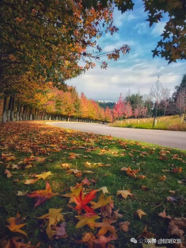 美上央媒!昆明红了!走走走,打卡最美枫景去,超全攻略速收藏→