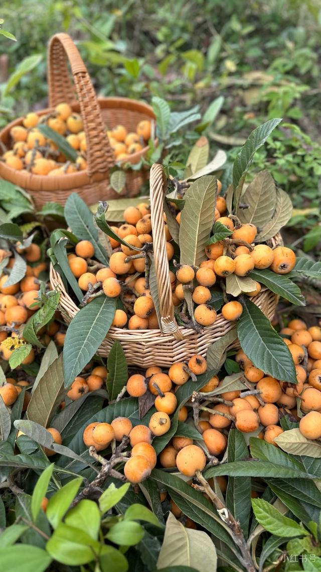 安康竹园小区：一方绿意四季如画，自然与人文之美