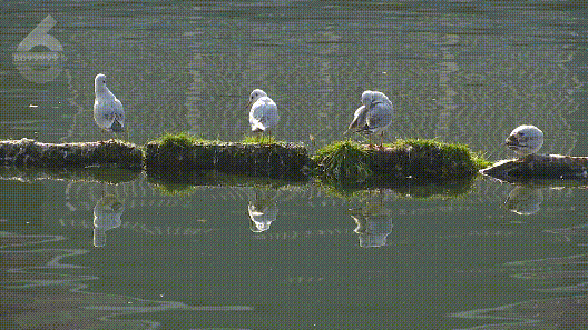 观鸥更方便！全新移动服务“神器”来了！