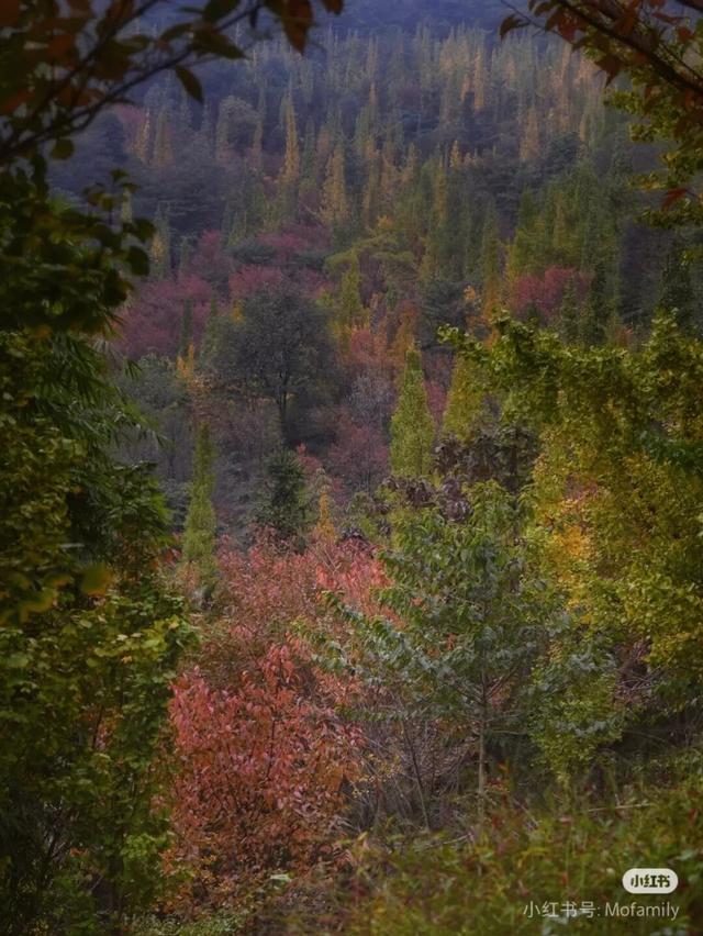 黄了！彩了！1h刹拢成都最近赏秋地，徒步拿奖牌、邂逅古寺银杏！老街美食好吃惨！