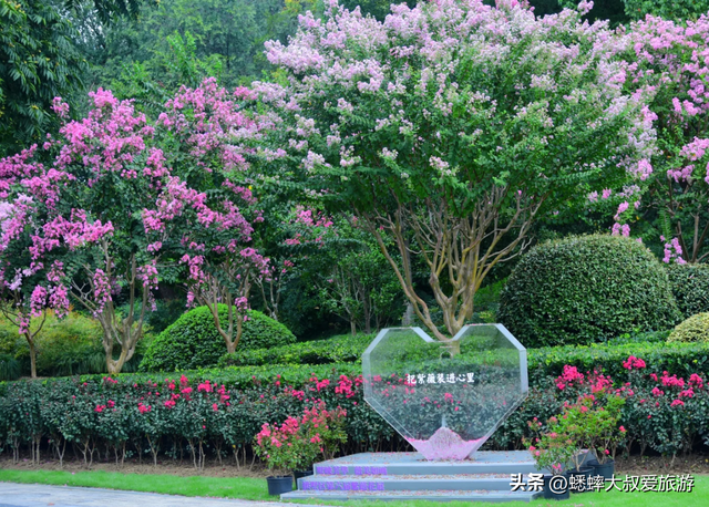 太神奇了，杭州第六届紫薇花展拉开帷幕，唯美秋色画卷，国庆来袭