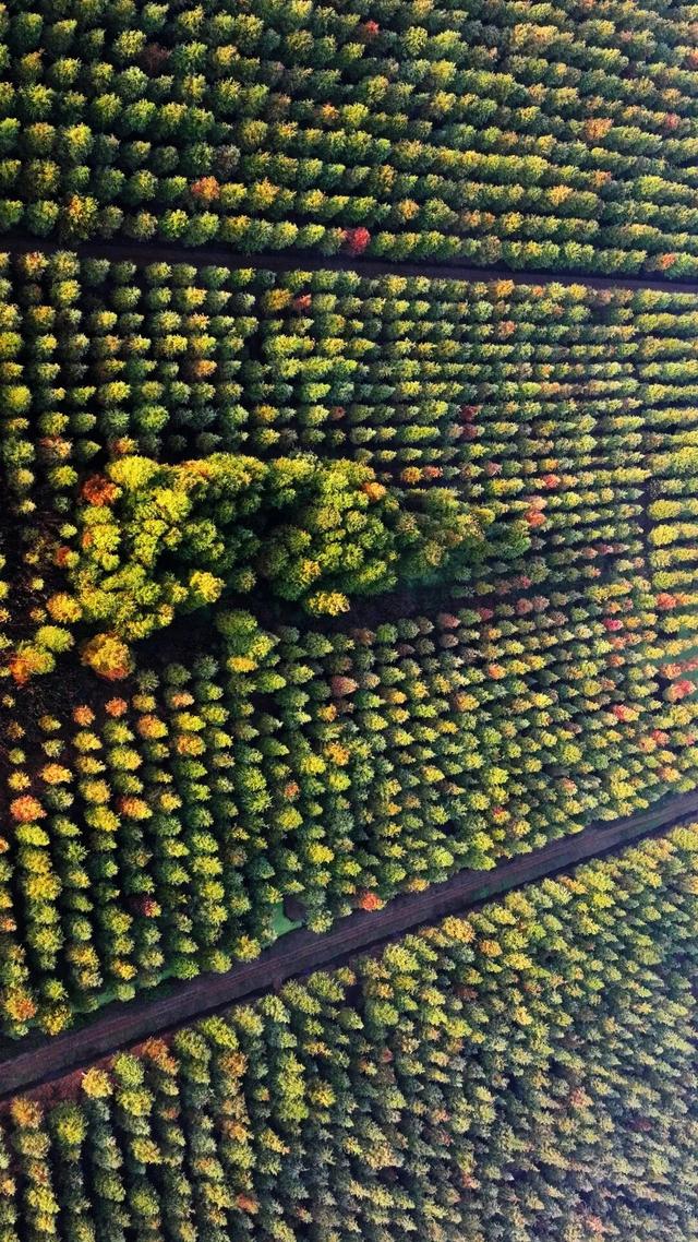 红了红了！最佳观赏期已到