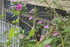 楼房阳台养鸡异味冲天！邻居直呼太难闻了图片