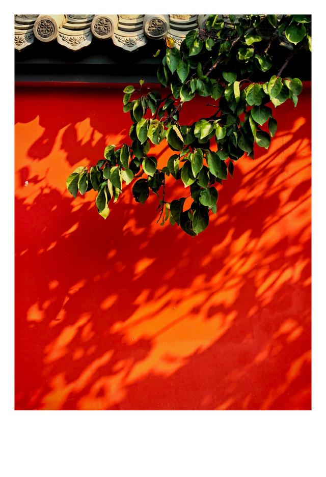 秋未央冬已至，此刻的石家庄毗卢寺正是秋色渐浓，一派秀丽风光。