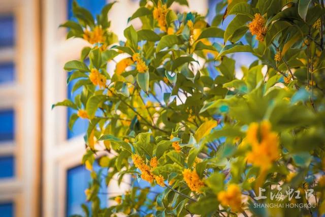 满城甜香，速赏桂花！莫要错过这迟来的秋日芬芳