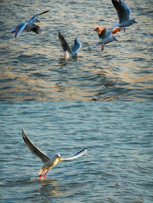 真的很美！2025苏州太湖观鸟超详细攻略来啦！