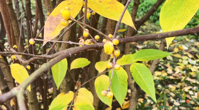 城建靓区 | “冬日限定”已上线！内江市中区这抹“甜城暗香”太治愈了