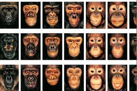 红毛猩猩有多聪明？智力等同人类5岁儿童图片