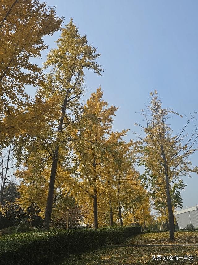 金色的银杏叶，犹如一位金甲战士，矗立于大自然中，吸引众人观赏