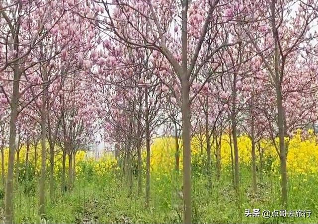 成都最浪漫的玉兰花开了，油菜花和玉兰花惊艳同框，让人赏心悦目