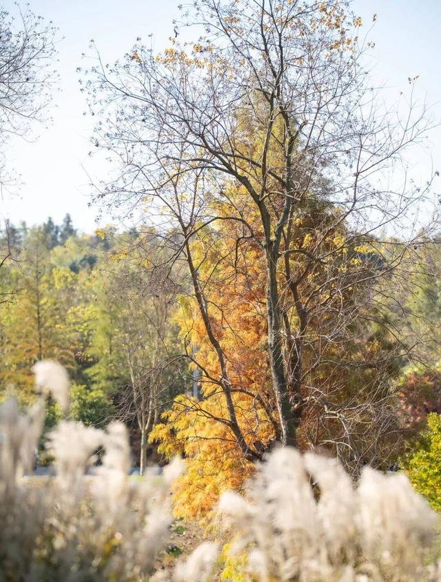 “植愈力”满分！金坛茅山秋冬植物大赏~