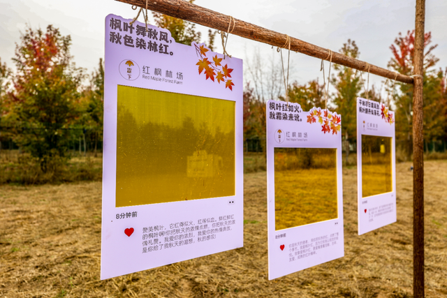 北房红枫林已到最佳观赏期，快来拍照打卡