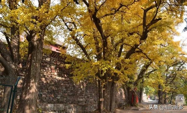 新乡古村镇：时光酿千年，归途是故乡