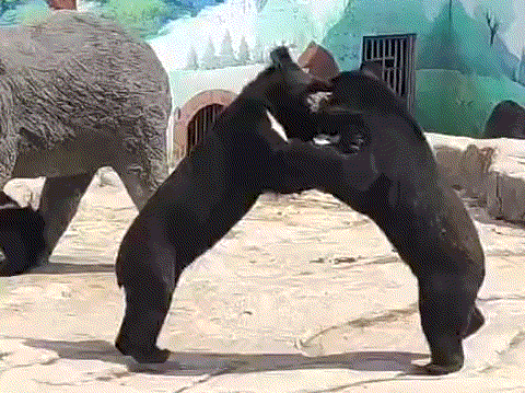 潍坊人有自己的“疯狂动物城”！冲！冲！冲！