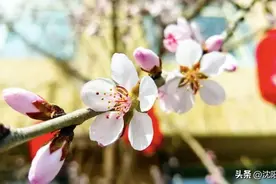 沈阳2025年桃、杏花期预测分析来啦！这个时间段最好图片