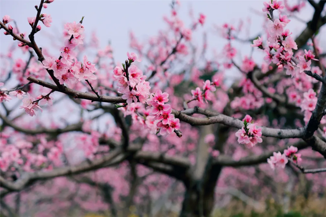 全部免费！成都春日赏花攻略来了，梨花、桃花、李花都开好了！
