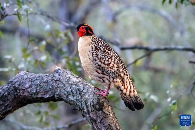 快来抱抱~ | Welcome to 疯狂·武夷山·动物城