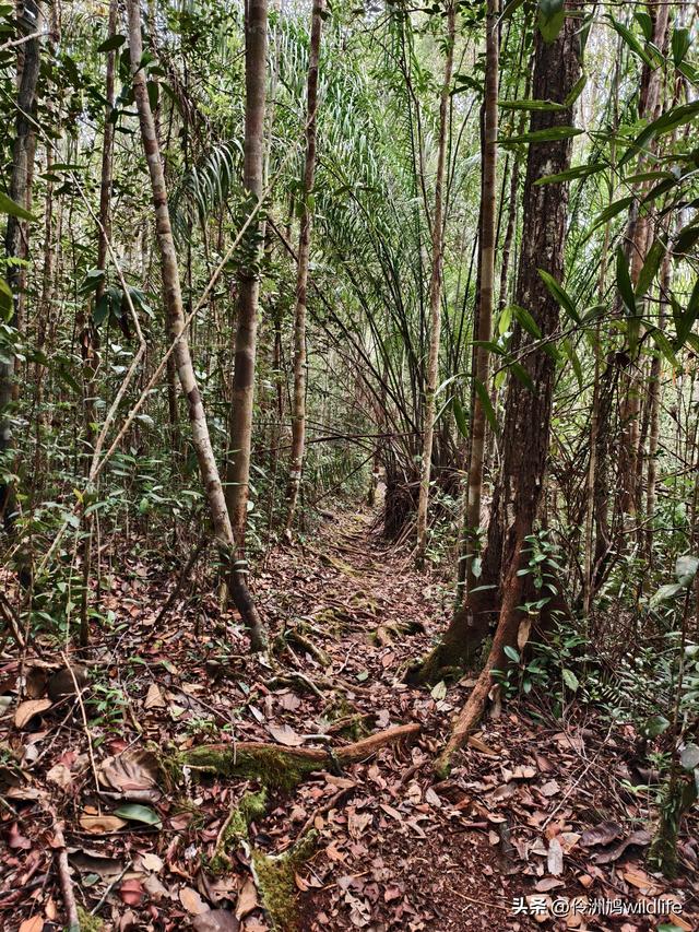 马来西亚(35)砂拉越州⑨峇哥国家公园徒步线路
