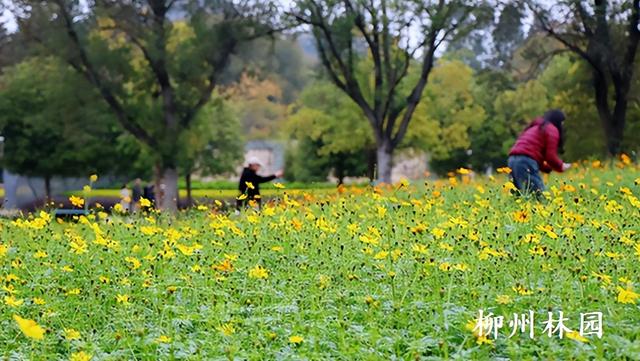 柳州市雀儿山公园硫华菊花海即将盛放