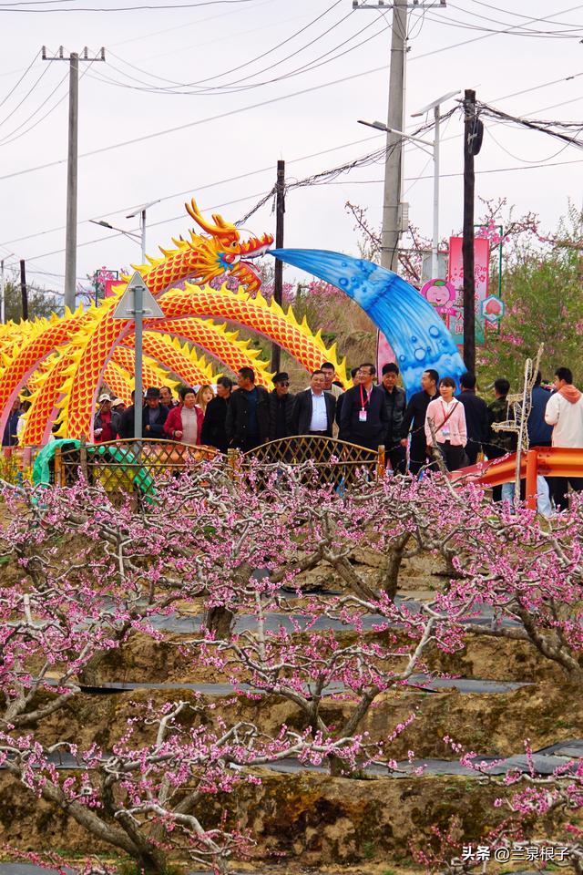 醉美桃花源启幕 秦安共赴春日盛宴