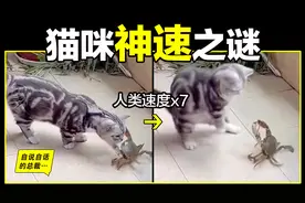 猫的反应速度是人类七倍？为什么说猫能看到子弹时间？图片