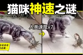 猫的反应速度是人类七倍？为什么说猫能看到子弹时间？图片