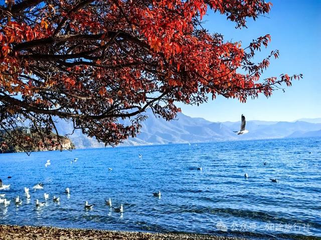一年中最后一场华丽的秋色，鹤庆泸沽湖休闲5天游！11月底出发