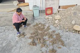 为什么山里人不大量种植黄精反倒是偏爱挖野生黄精？看完你就懂了图片