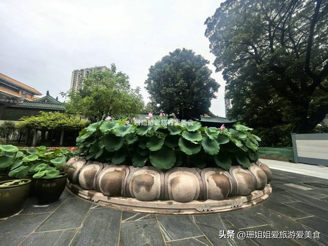千年古莲能重开？广州海幢寺揭秘，一场跨越时空的花事！附攻略