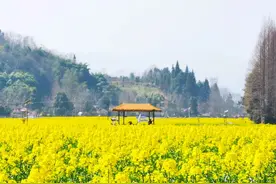 油菜花开，鼻子却“唱反调”？揭秘油菜花与鼻子过敏的奇妙缘分！图片