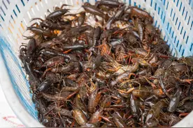 夜宵“顶流”，本地抢“鲜”上市图片